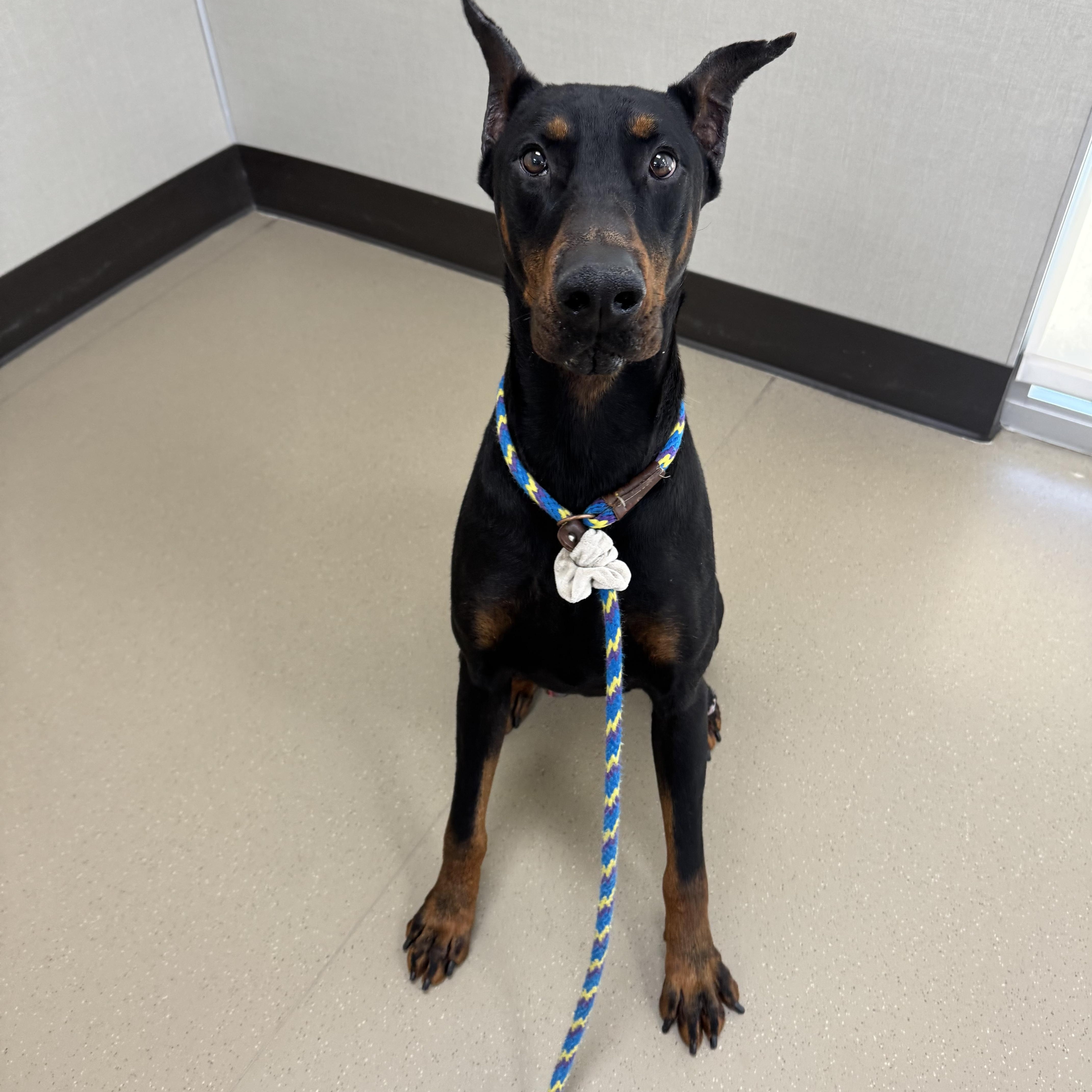 Enlarge Delta, an adopted Doberman Pinscher in Mountain View, CA image 3/3