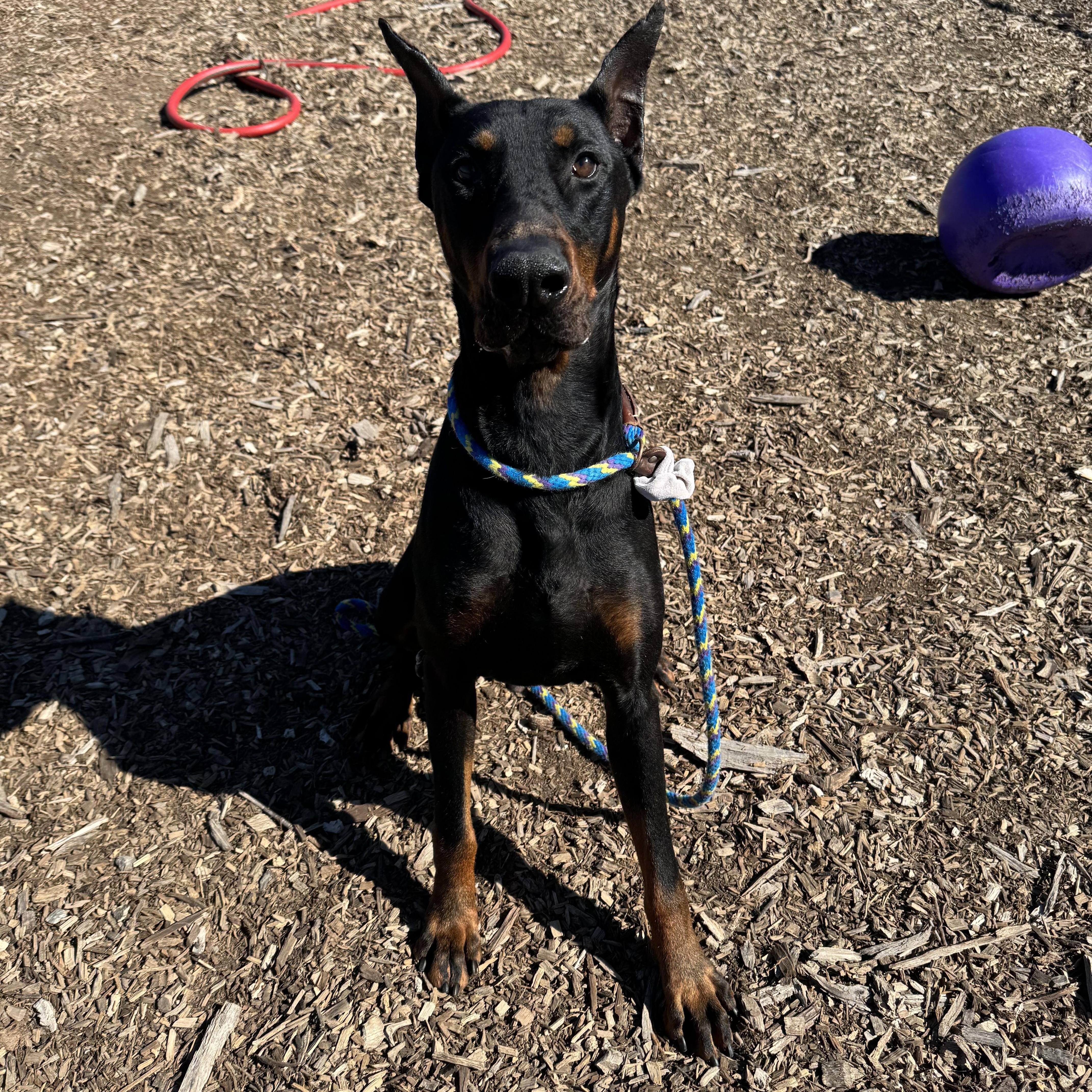Enlarge Delta, an adopted Doberman Pinscher in Mountain View, CA image 1/3