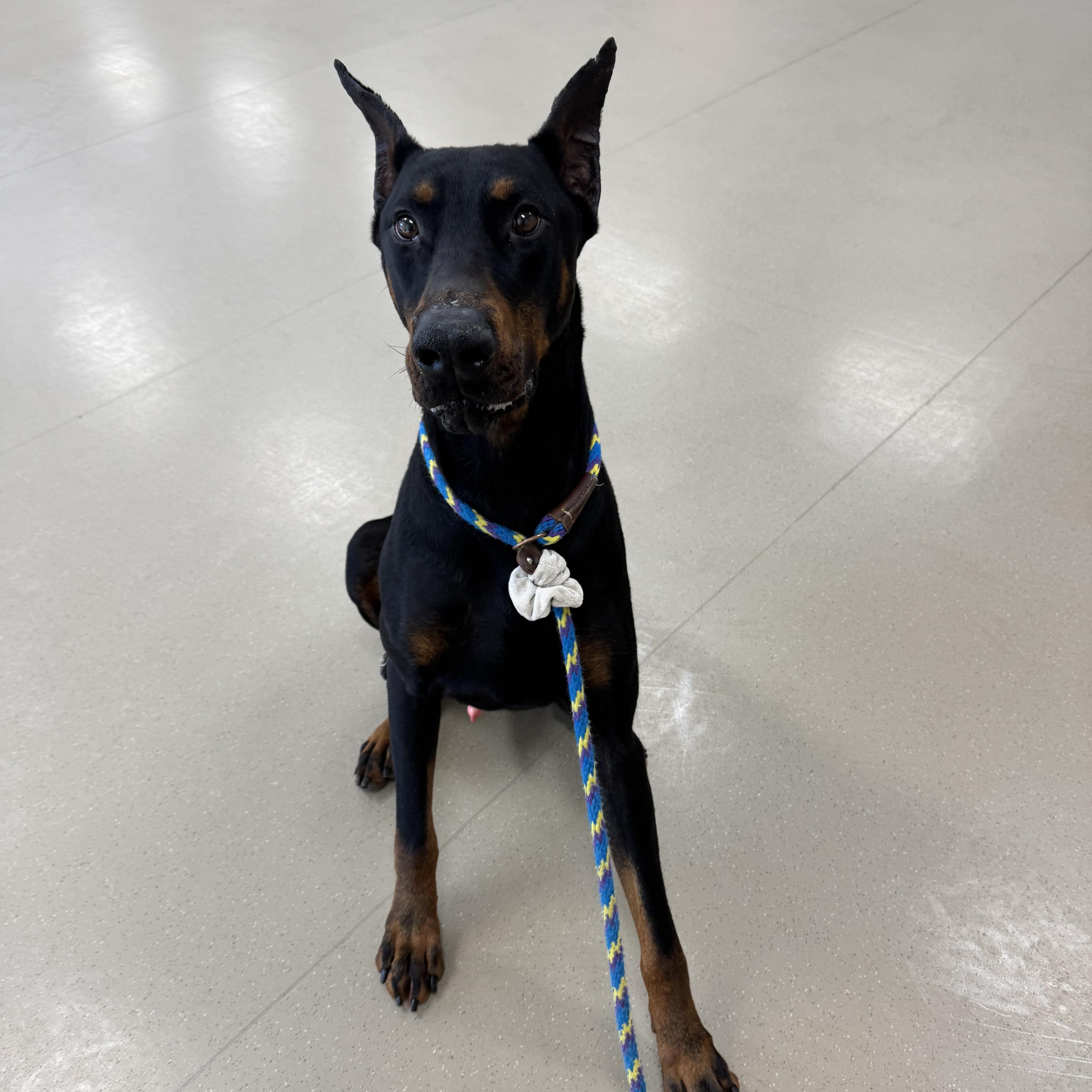 Enlarge Delta, an adopted Doberman Pinscher in Mountain View, CA image 2/3