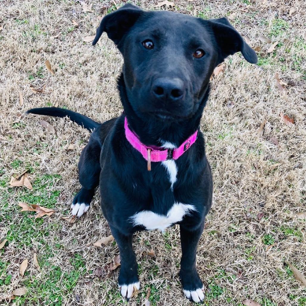 Bubbles, Adoptable, Young Female Labrador Retriever.