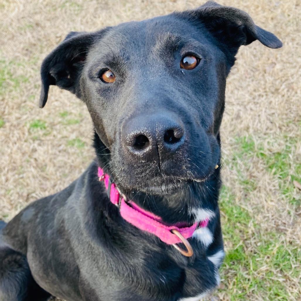 Bubbles, a Adoptable mixed breed in Cabot, AR image 2/6