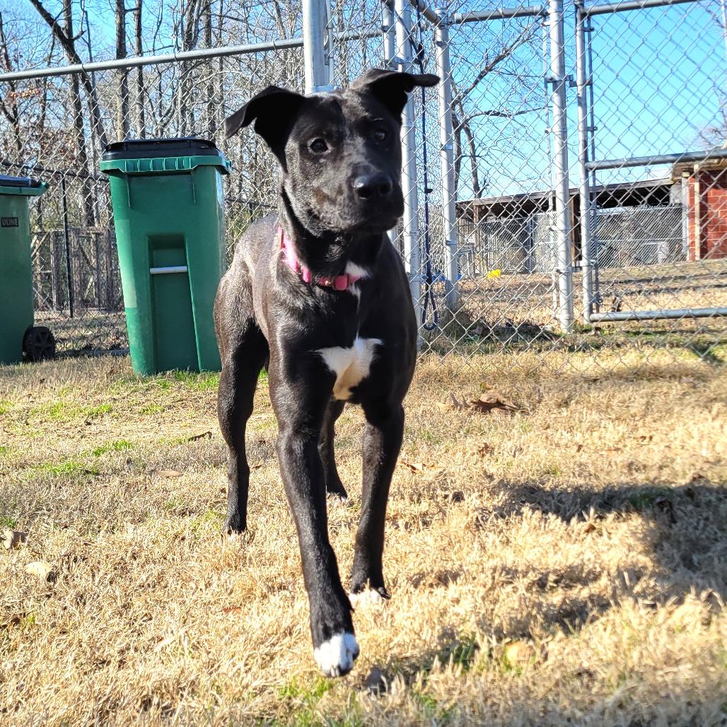 Bubbles, Adoptable, Young Female Labrador Retriever.