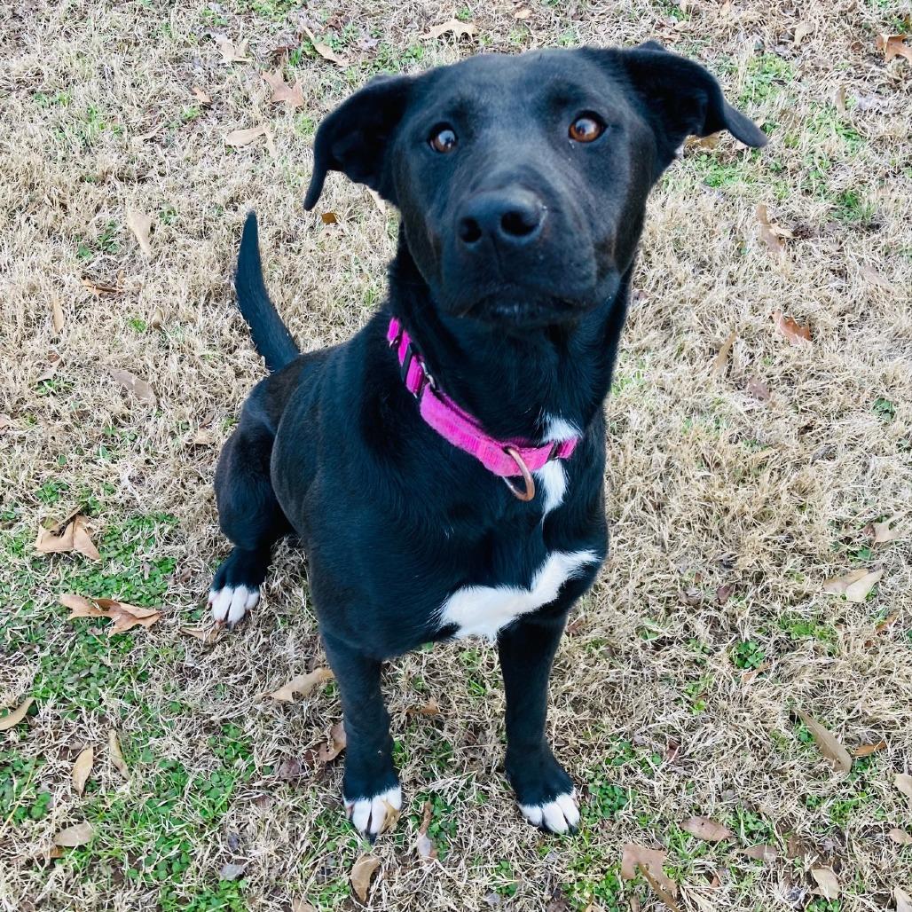 Bubbles, a Adoptable mixed breed in Cabot, AR image 3/6