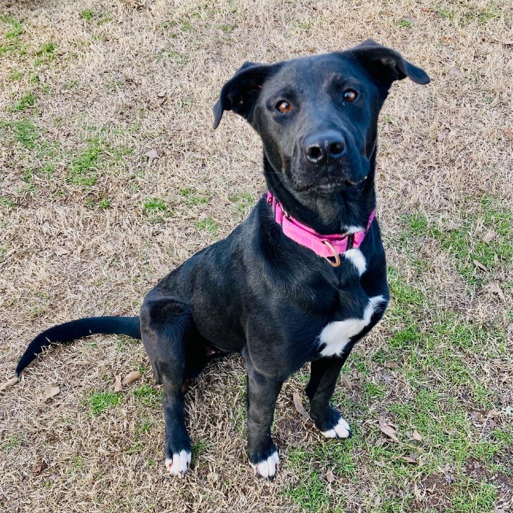 Bubbles, a Adoptable mixed breed in Cabot, AR image 4/6