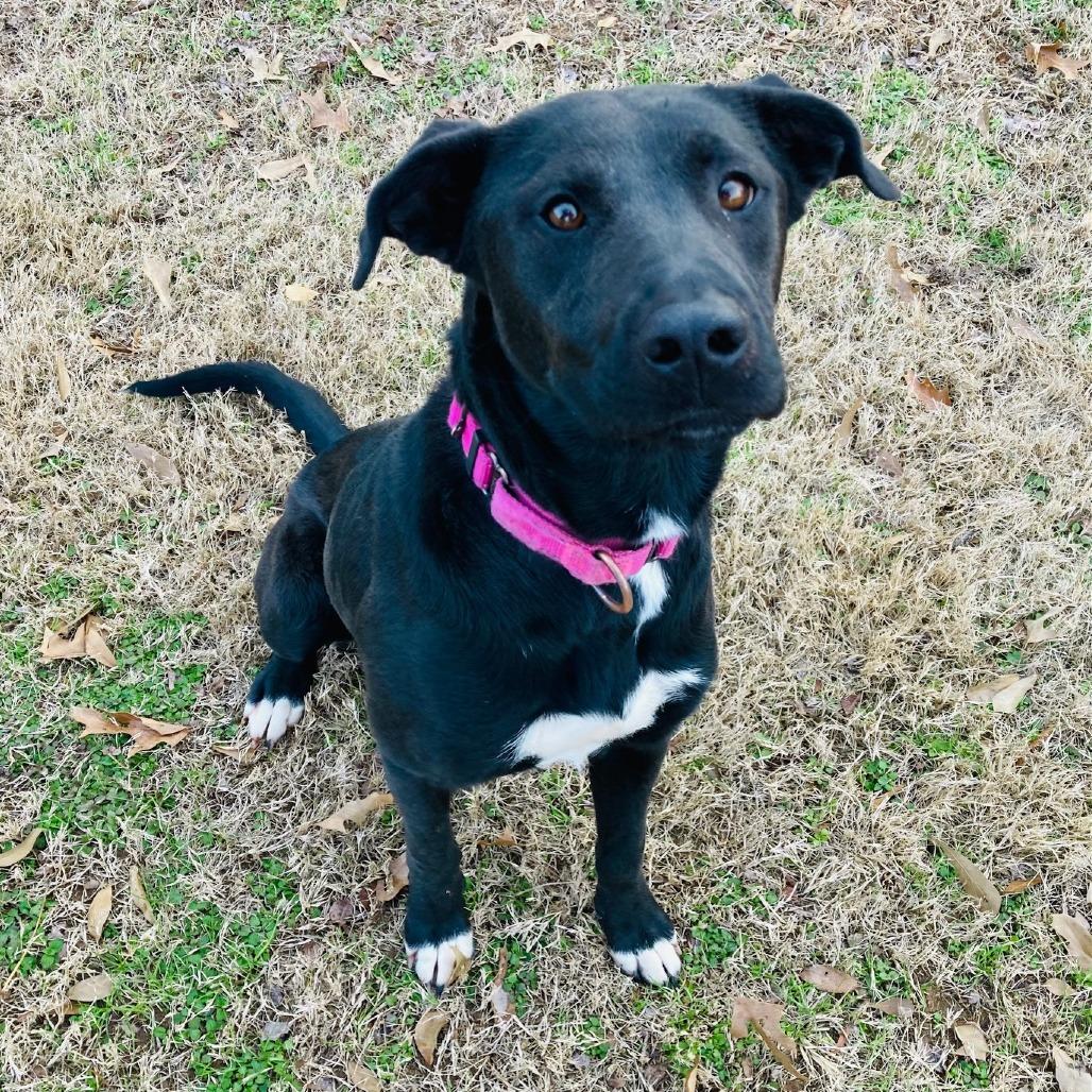 Bubbles, a Adoptable mixed breed in Cabot, AR image 5/6