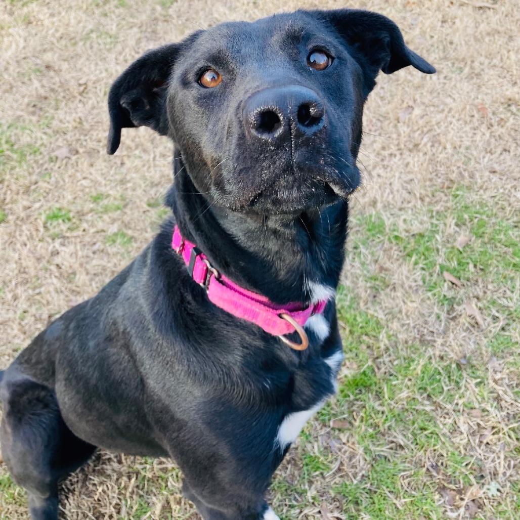 Bubbles, a Adoptable mixed breed in Cabot, AR image 6/6