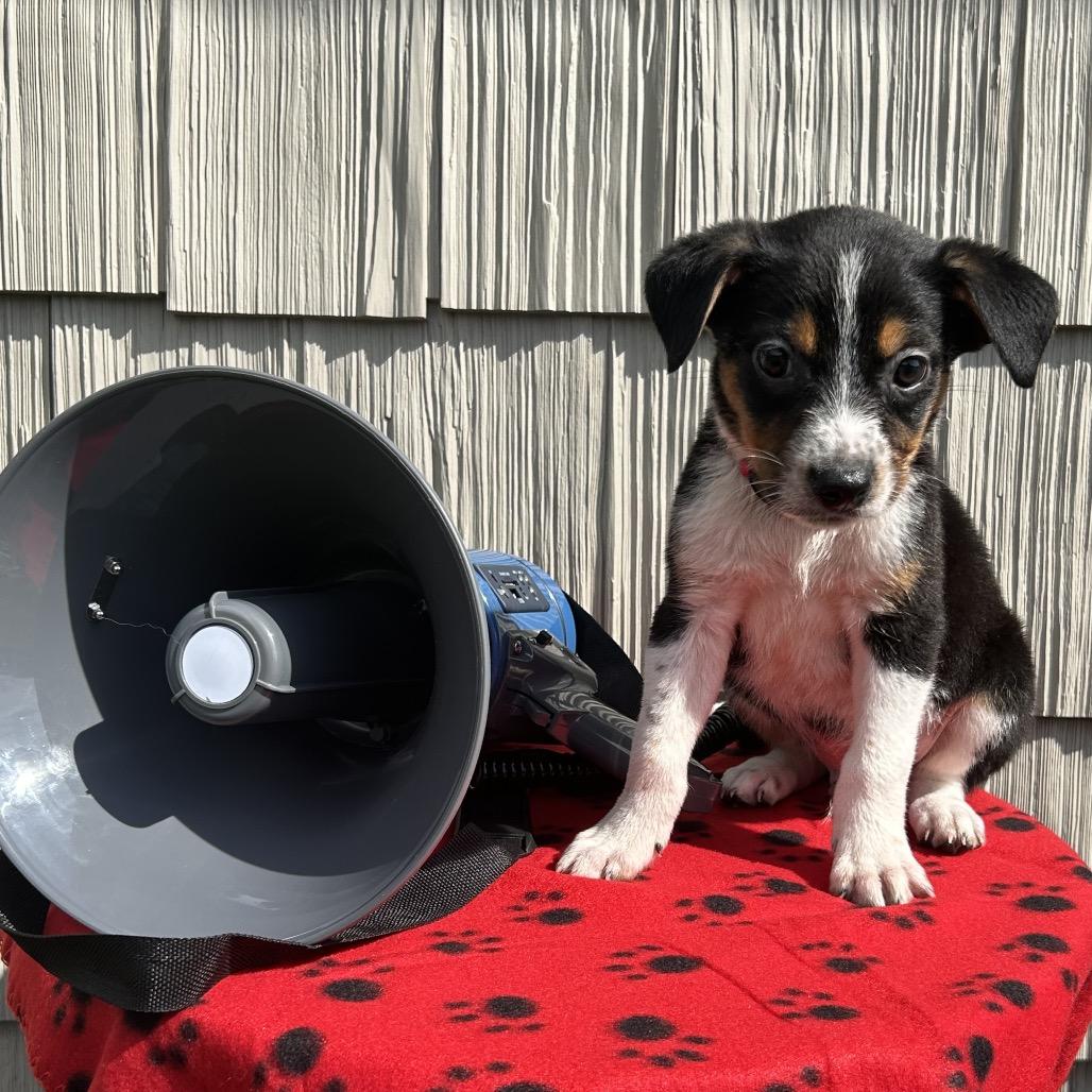 Enlarge Siren, a Adoptable mixed breed in Cincinnati, OH image 1/6