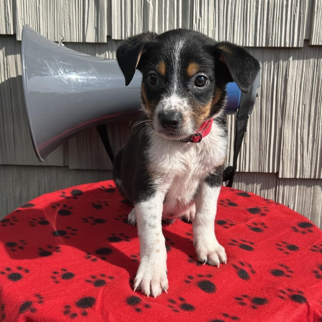 Enlarge Siren, a Adoptable mixed breed in Cincinnati, OH image 2/6
