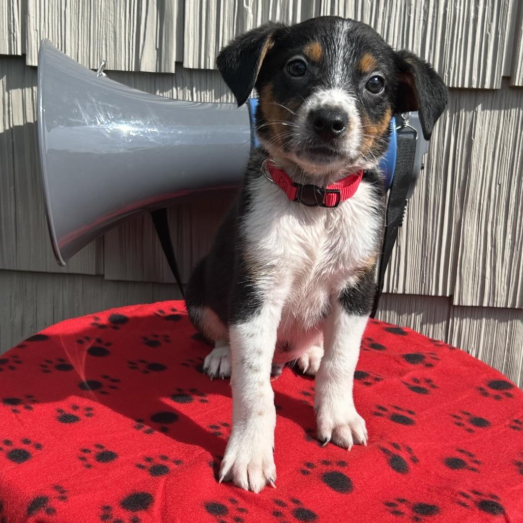 Enlarge Siren, a Adoptable mixed breed in Cincinnati, OH image 3/6