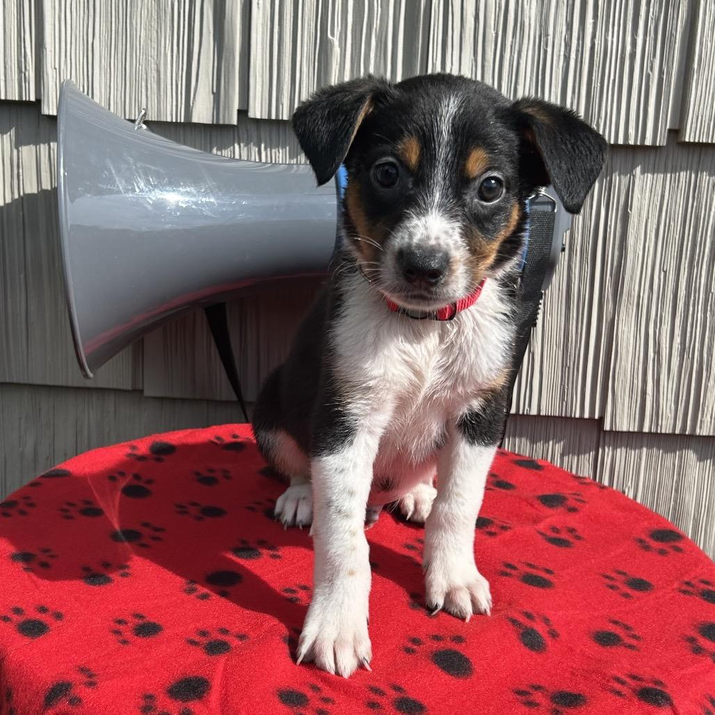 Enlarge Siren, a Adoptable mixed breed in Cincinnati, OH image 4/6
