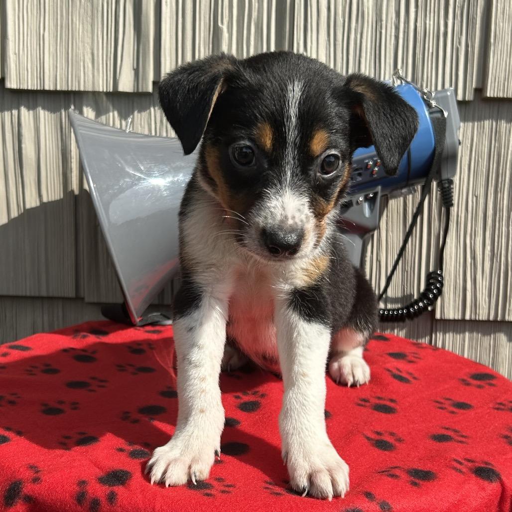 Enlarge Siren, a Adoptable mixed breed in Cincinnati, OH image 5/6