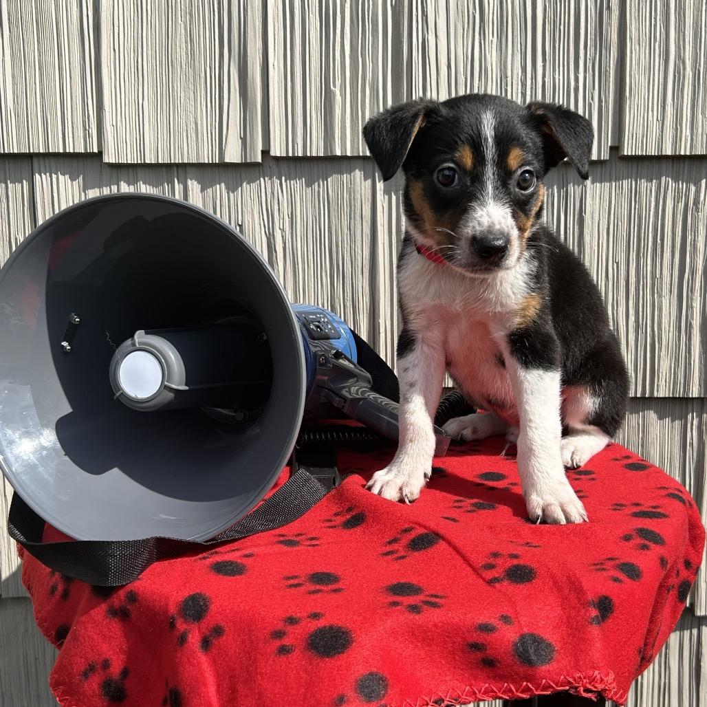 Enlarge Siren, a Adoptable mixed breed in Cincinnati, OH image 6/6