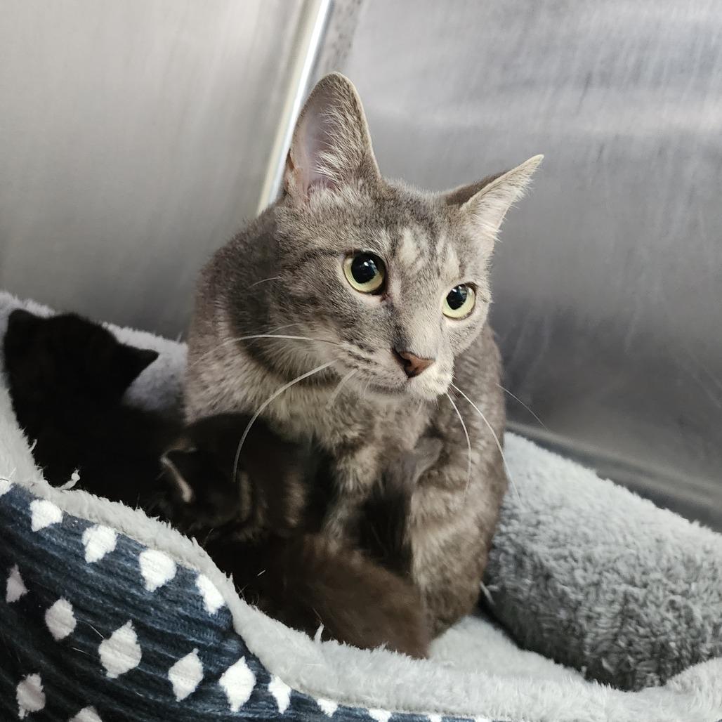 Enlarge Aqua, a Adoptable Domestic Short Hair in Dixon, IL image 1/3