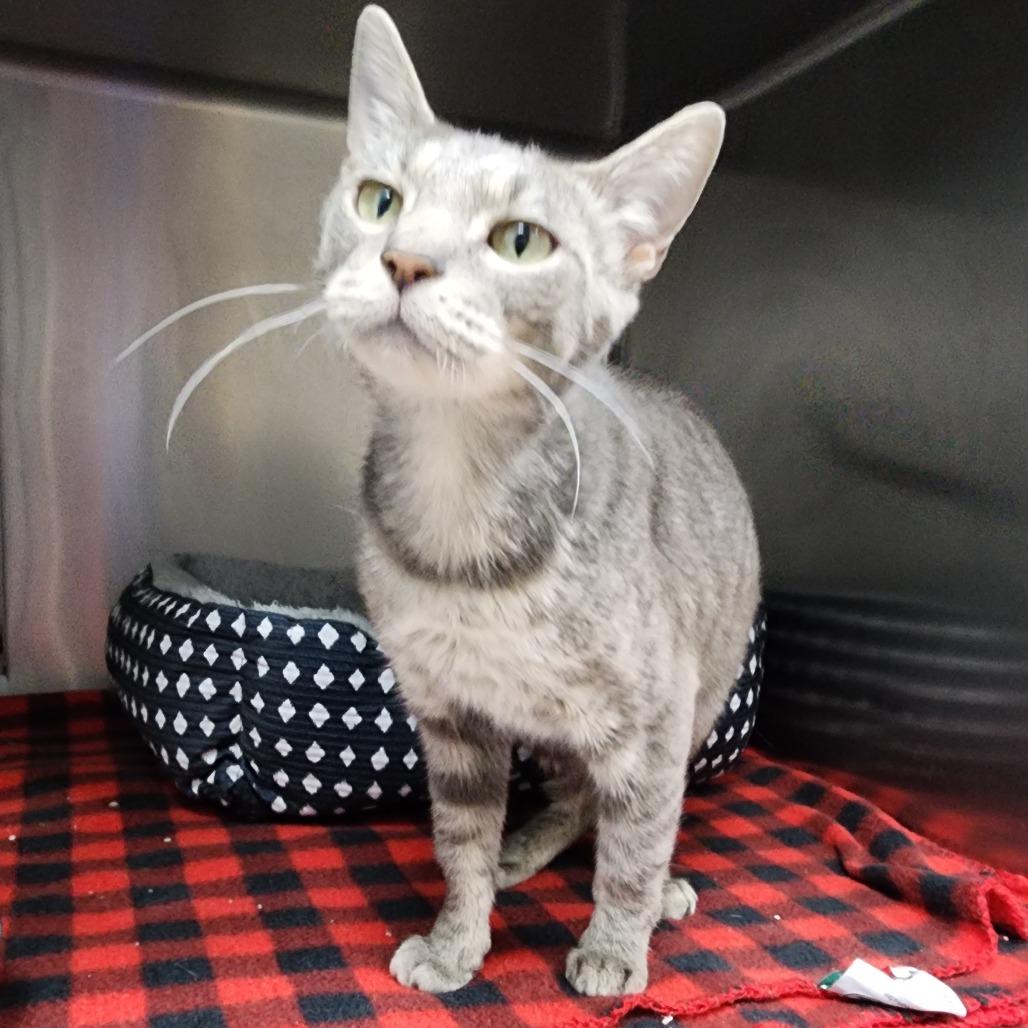 Enlarge Aqua, a Adoptable Domestic Short Hair in Dixon, IL image 2/3