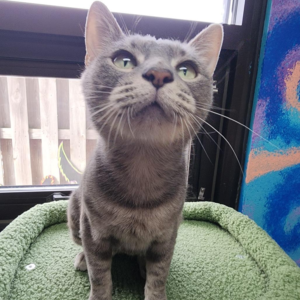 Enlarge Aqua, a Adoptable Domestic Short Hair in Dixon, IL image 3/3