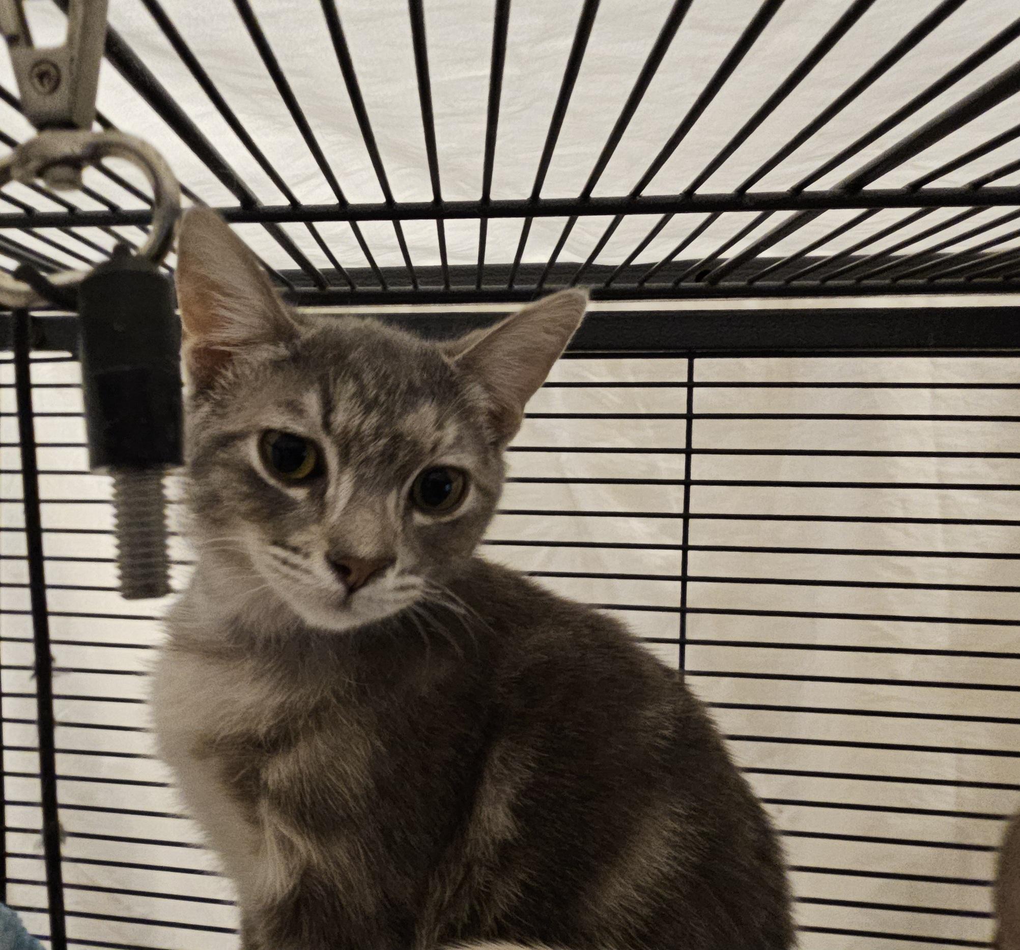 Enlarge Axel, an adopted Tabby in SCOTTSDALE, AZ image 1/1