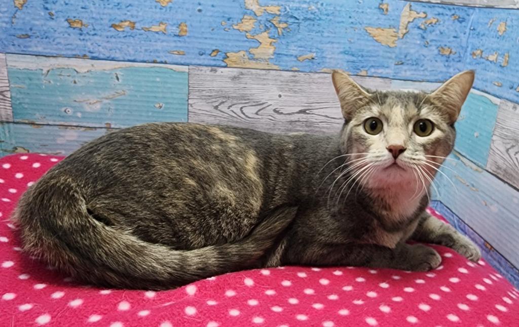 Elsa, Adoptable, Young Female Domestic Short Hair.