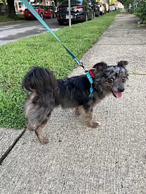 Jarvis, a Adoptable mixed breed in Claymont, DE image 1/4