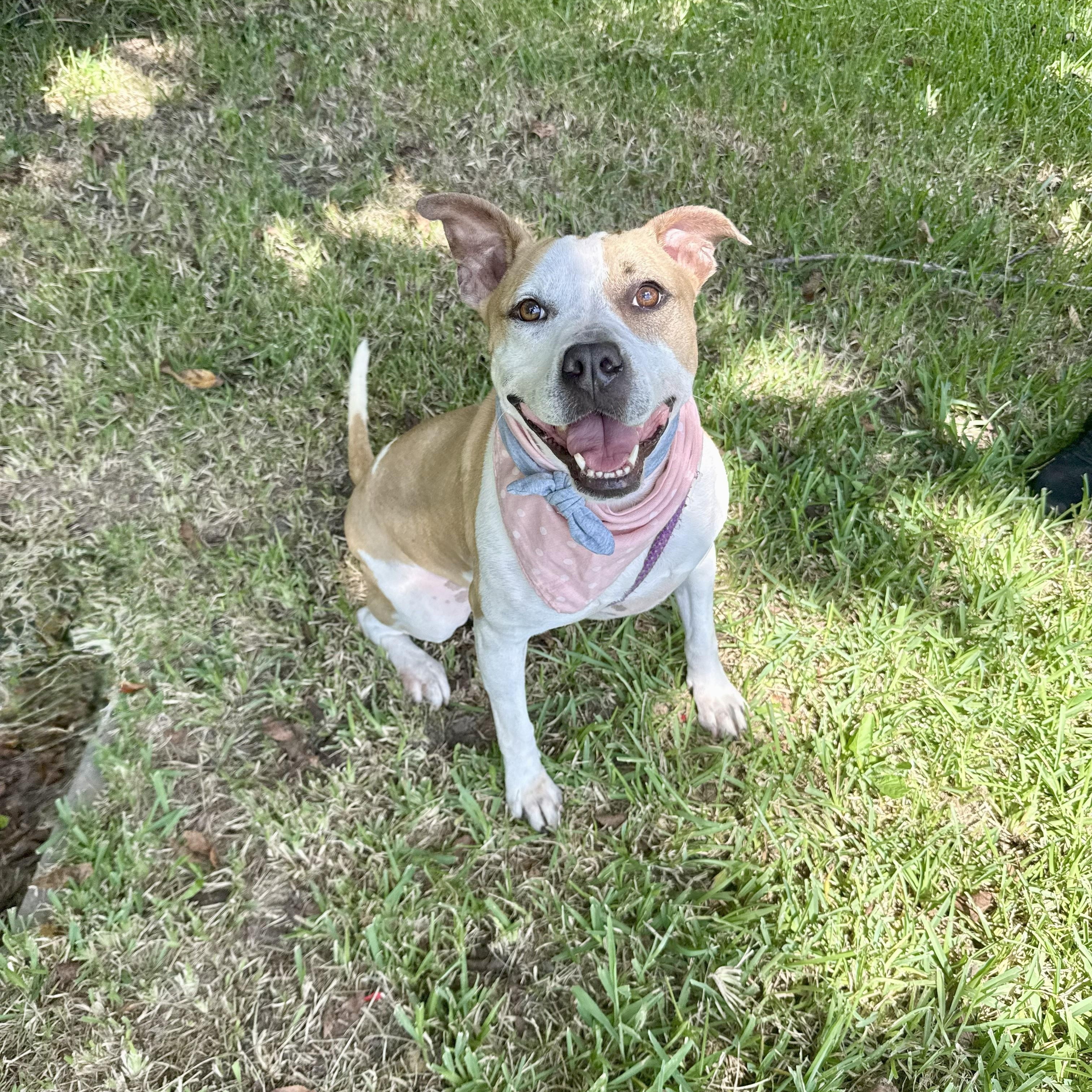 Volleyball — thumbnail 4