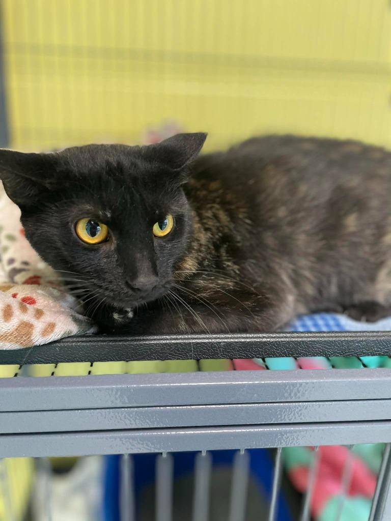 Sissy, Adoptable, Young Female Domestic Short Hair.