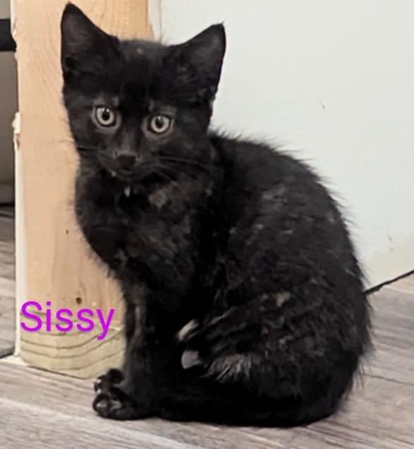 Enlarge Sissy, a Adoptable mixed breed in Hamilton, OH image 2/2