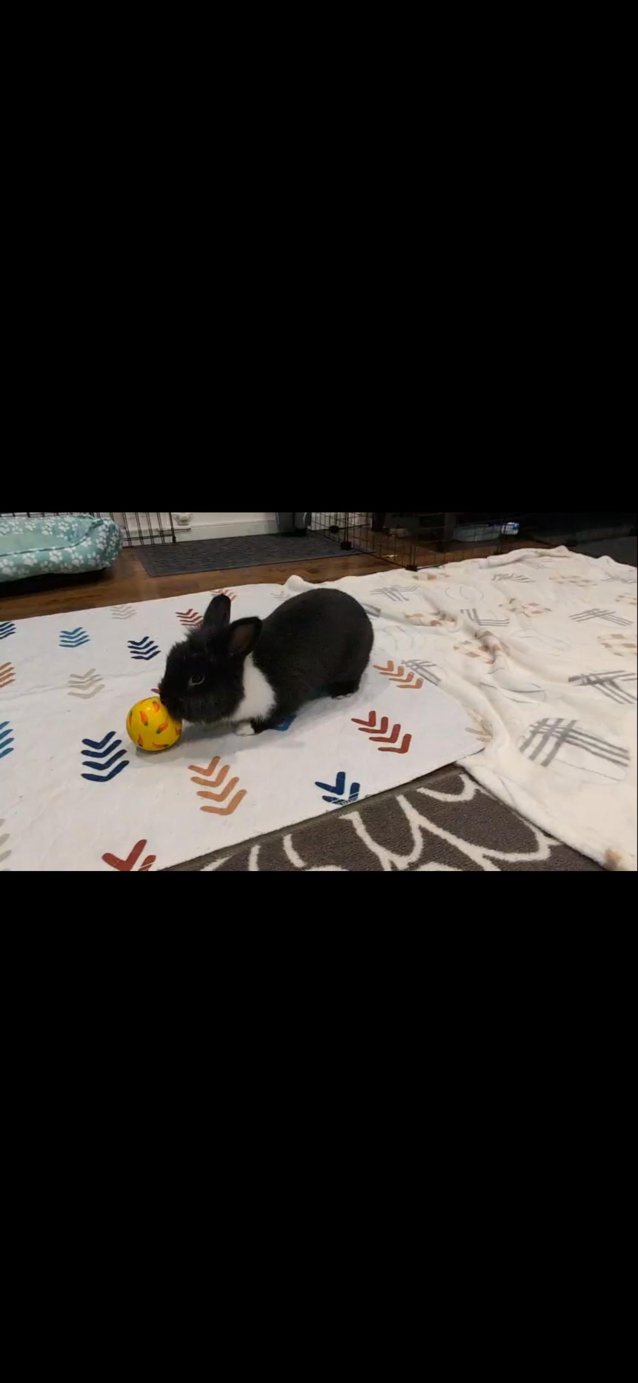 James Sir Booger the Twitch, a Adopted mixed breed in Willowbrook, IL image 5/5