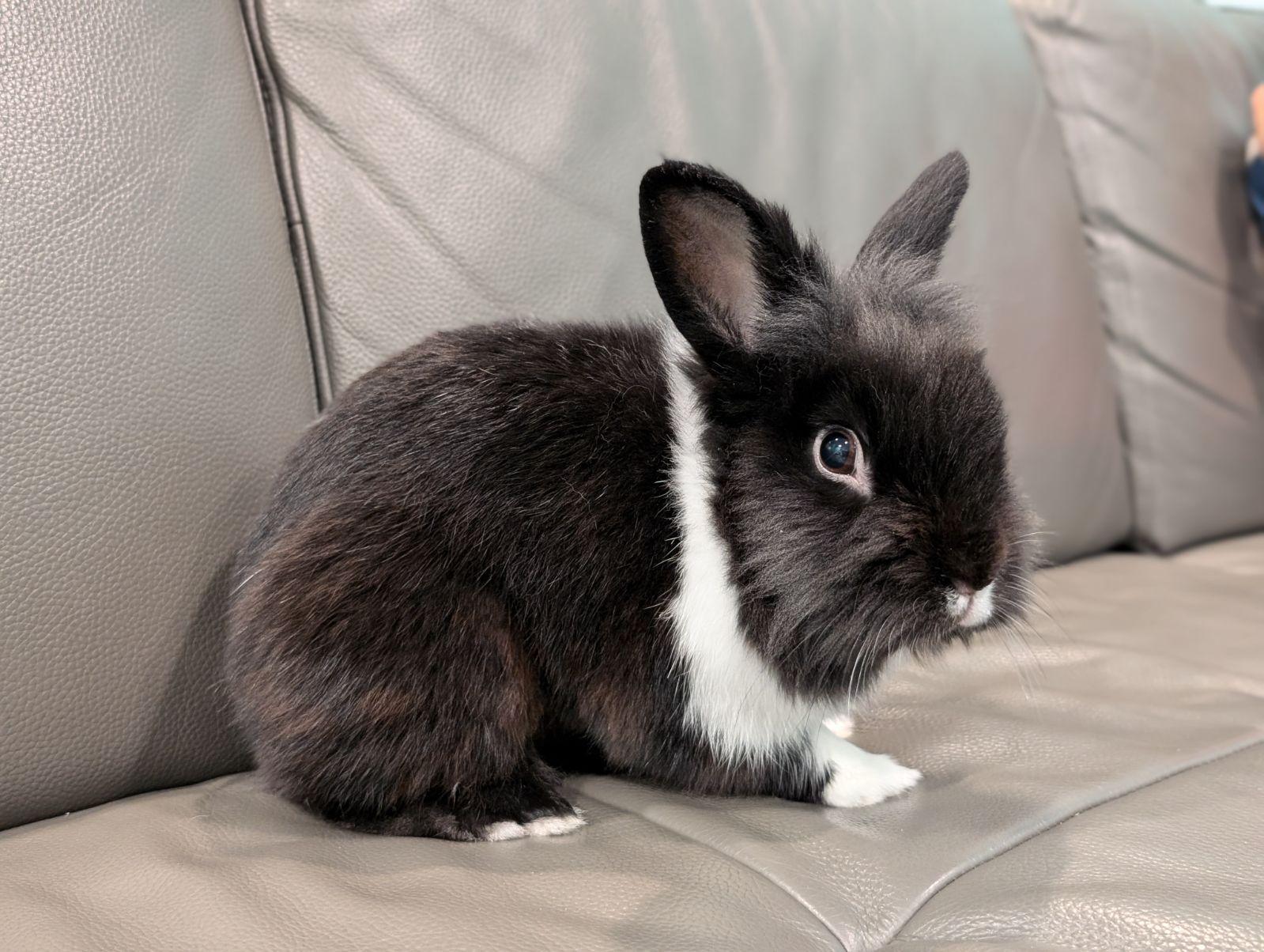 James Sir Booger the Twitch, a Adopted mixed breed in Willowbrook, IL image 1/5