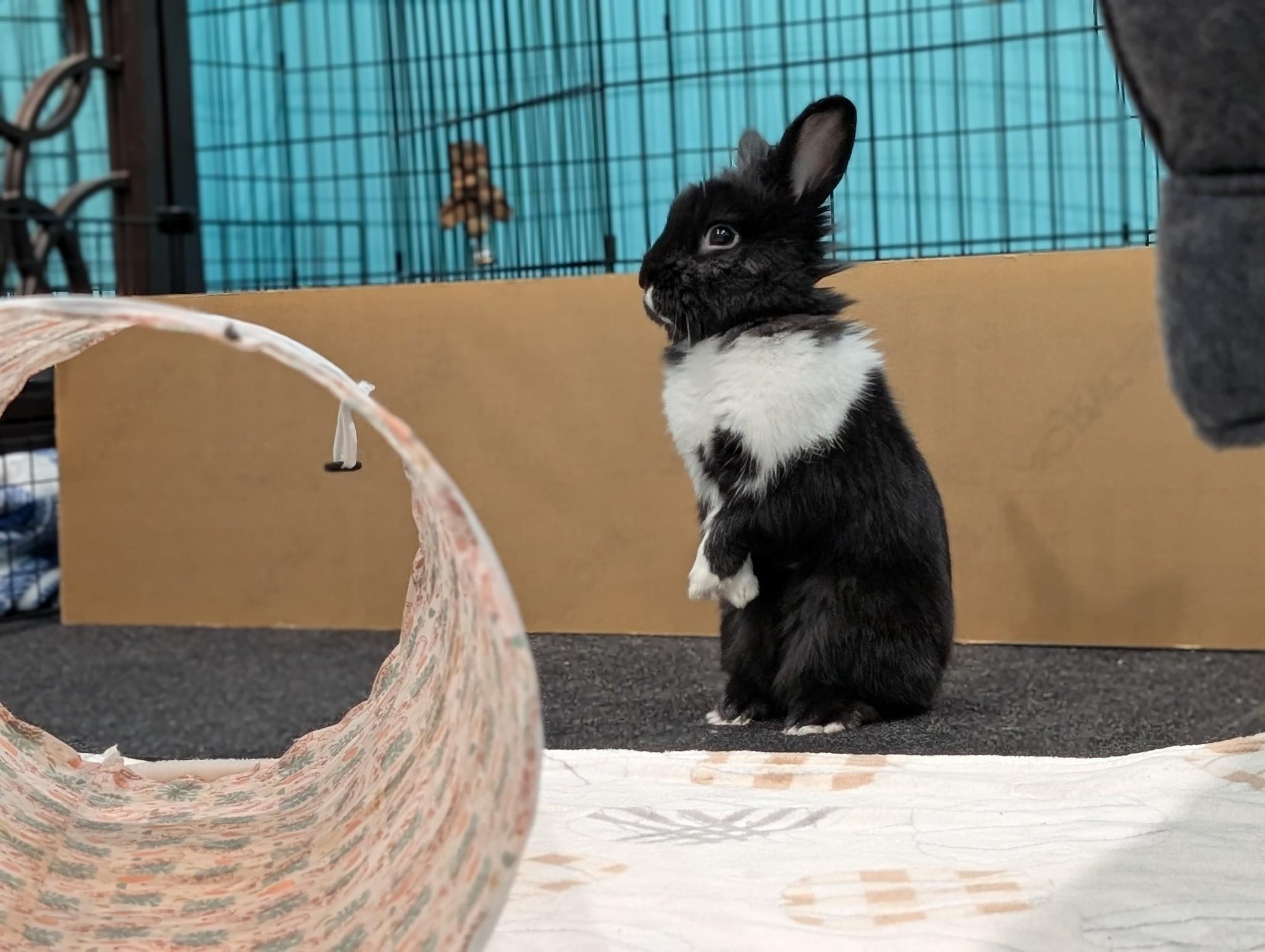 James Sir Booger the Twitch