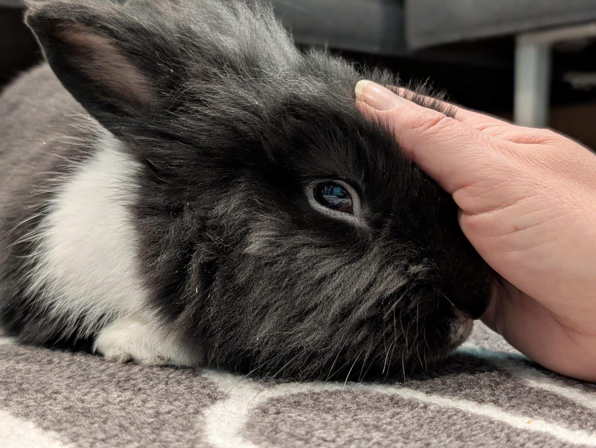 James Sir Booger the Twitch, a Adopted mixed breed in Willowbrook, IL image 4/5