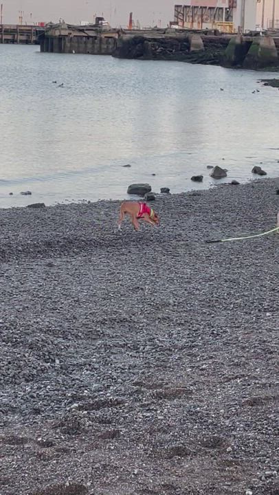 Enlarge Baby Yoda, a Adopted mixed breed in San Francisco, CA video 4/7