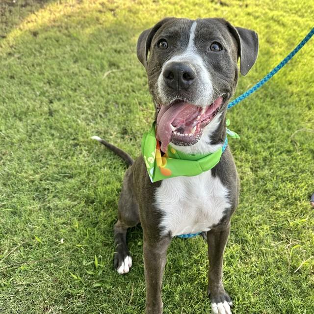 Enlarge NAPA, a Adoptable Pit Bull Terrier in Mesa, AZ image 1/1