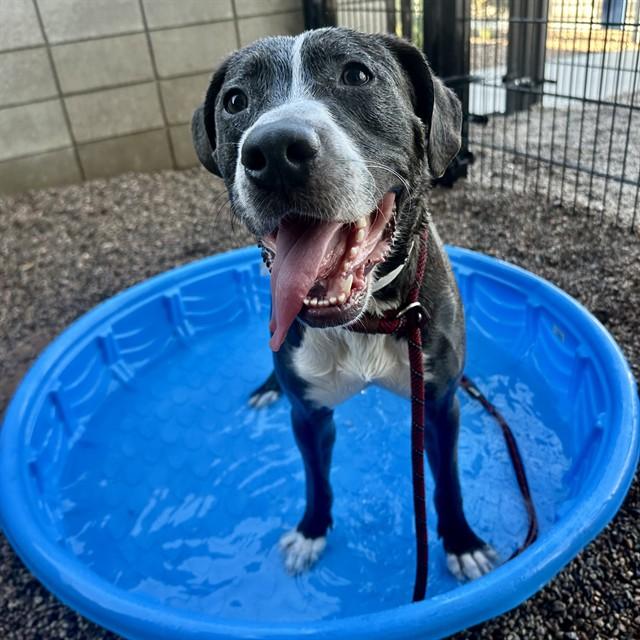 NAPA, Adoptable, Adult Male Pit Bull Terrier.