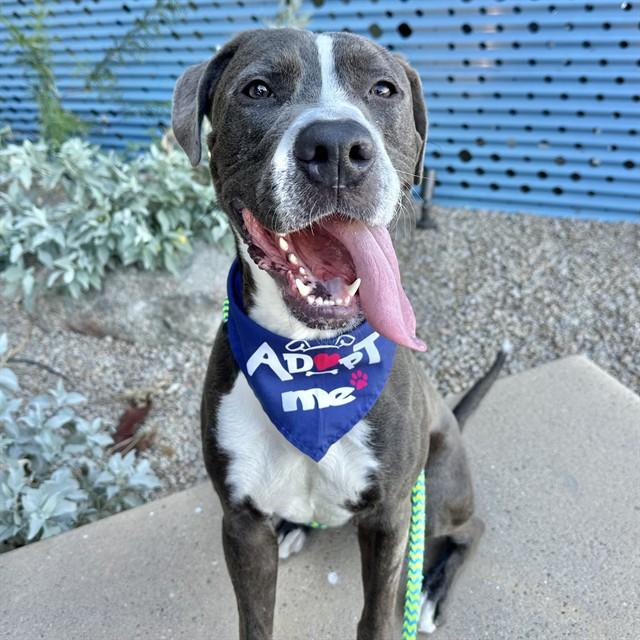 Enlarge NAPA, a Adoptable Pit Bull Terrier in Mesa, AZ image 1/1
