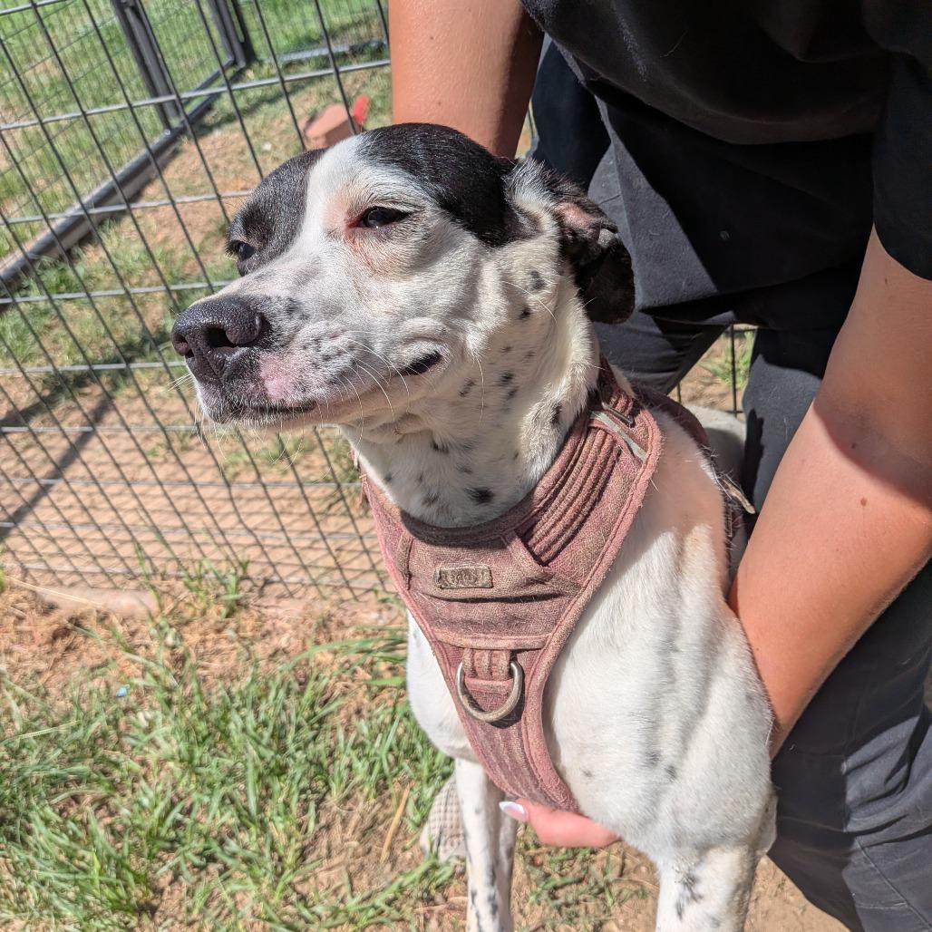 Enlarge Frost, a Adoptable mixed breed in Anderson, TX image 1/1
