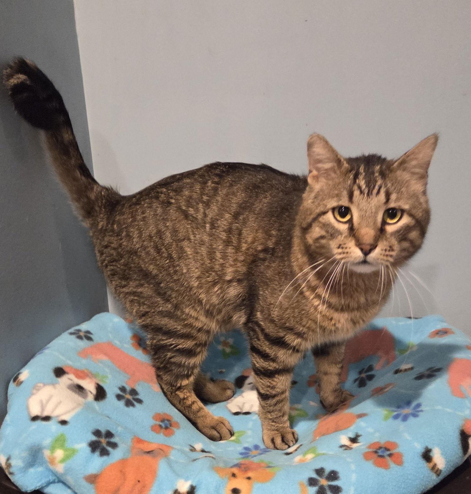 Zoinks, Adoptable, Young Male Domestic Short Hair & Tabby.