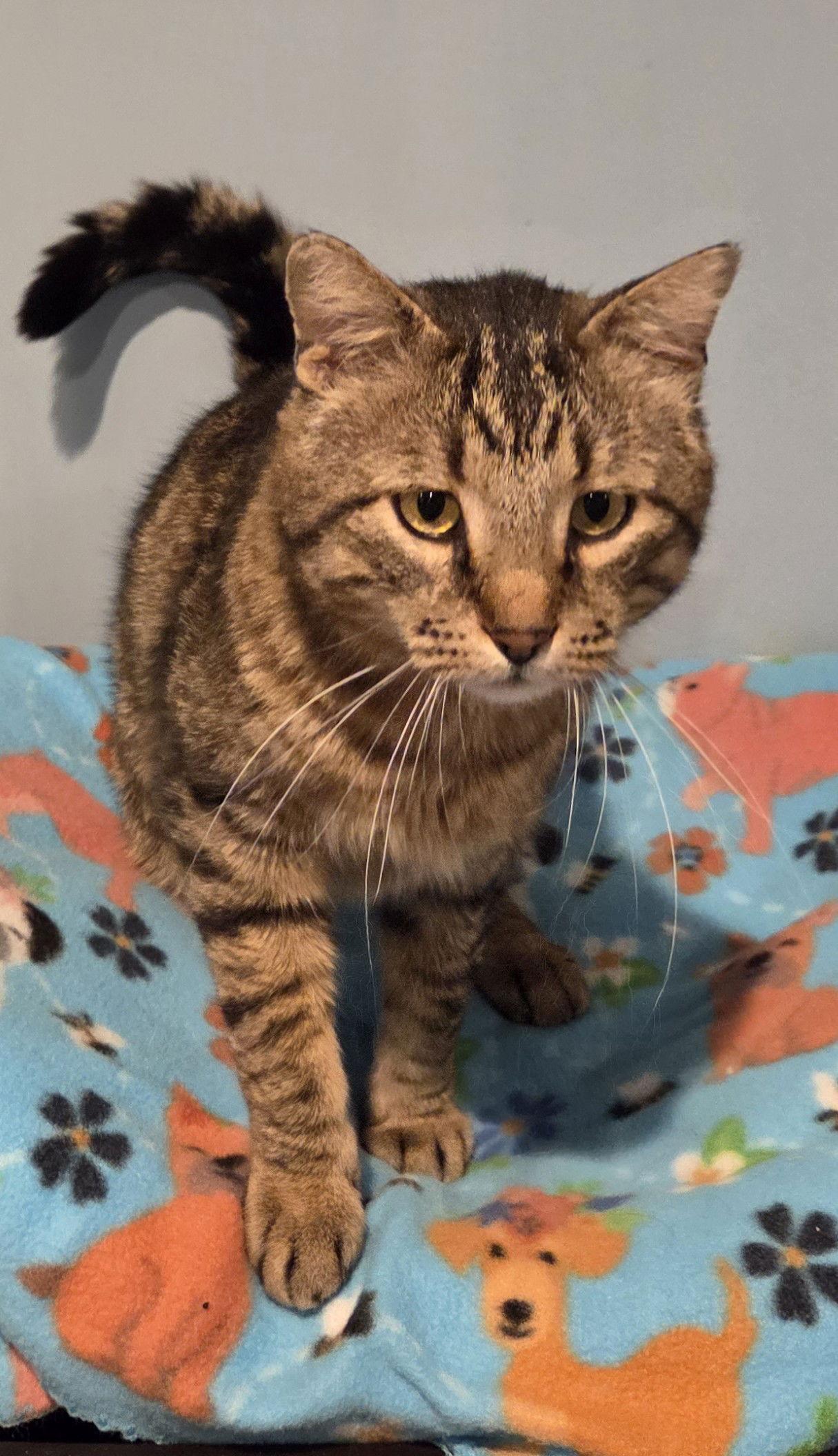 Enlarge Zoinks, a Adoptable mixed breed in Forest Lake, MN image 2/3