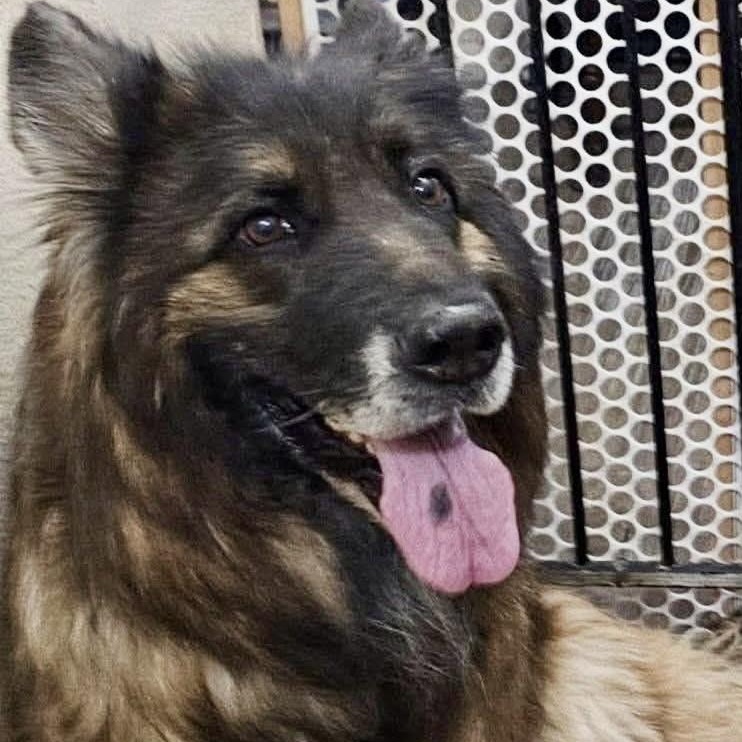 Heesha, Adopted, Senior Female German Shepherd Dog.