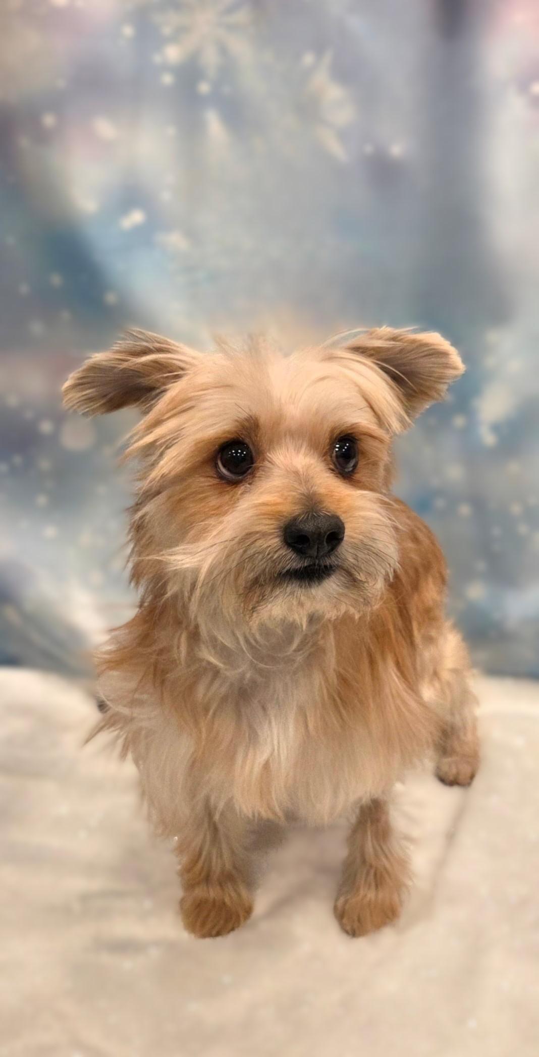 Charlie, a ADOPTABLE mixed breed in Bridgeton, MO image 1/4