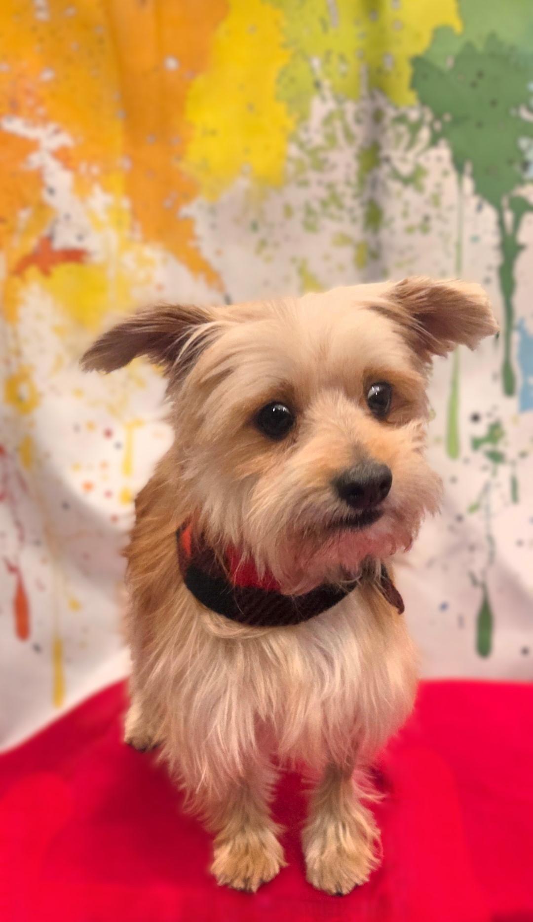 Charlie, a ADOPTABLE mixed breed in Bridgeton, MO image 2/4