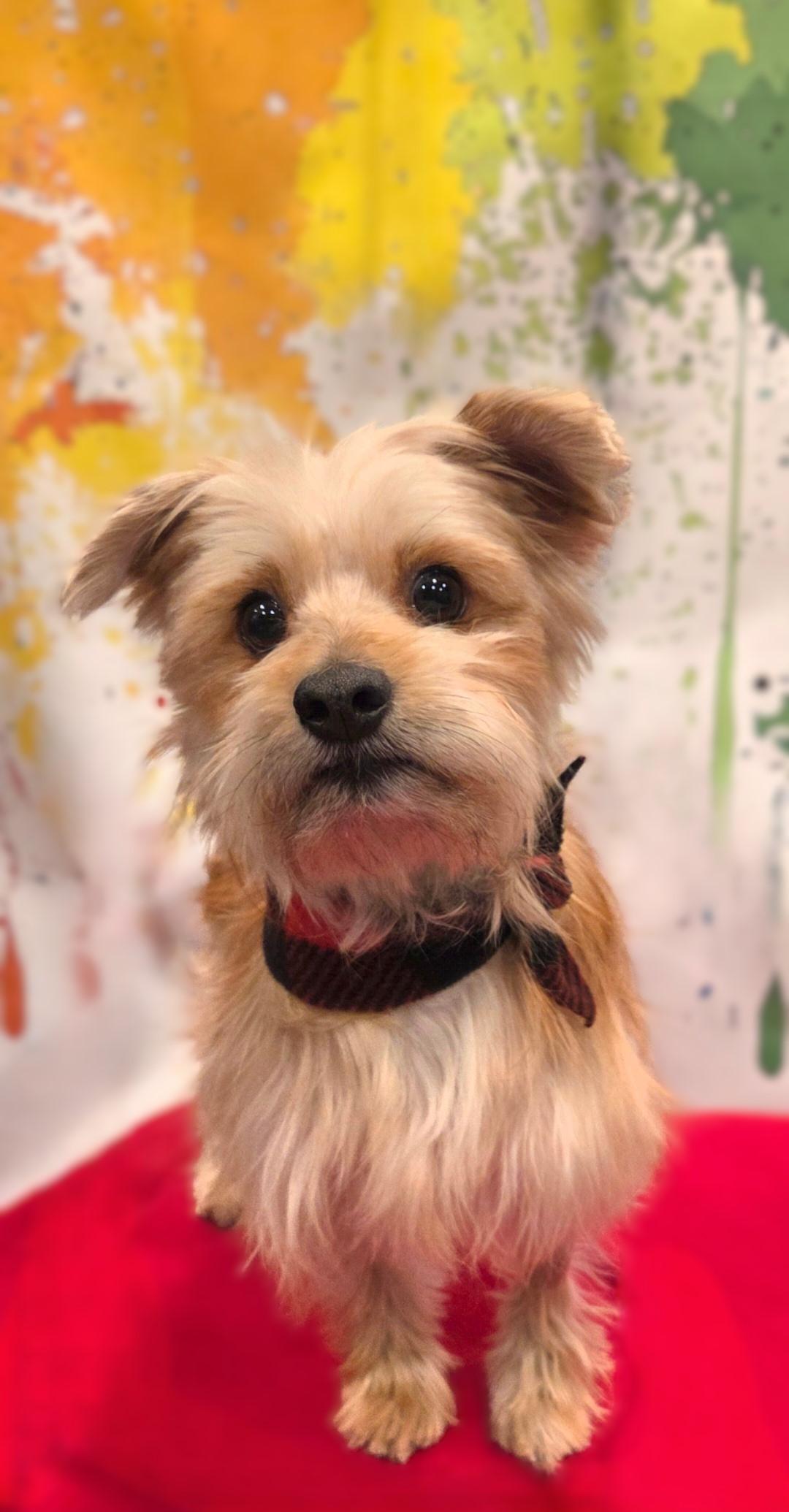 Charlie, a ADOPTABLE mixed breed in Bridgeton, MO image 3/4