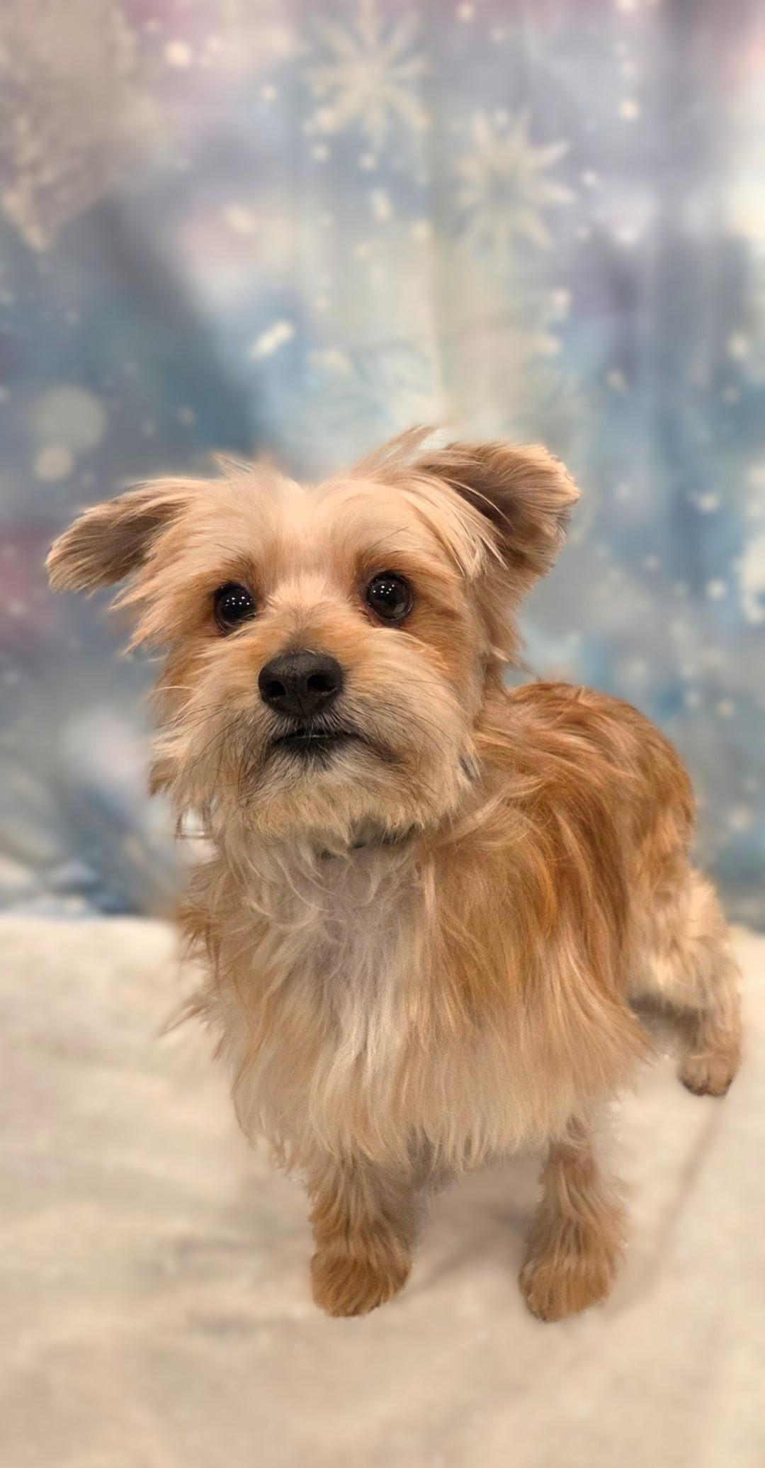 Charlie, a ADOPTABLE mixed breed in Bridgeton, MO image 4/4