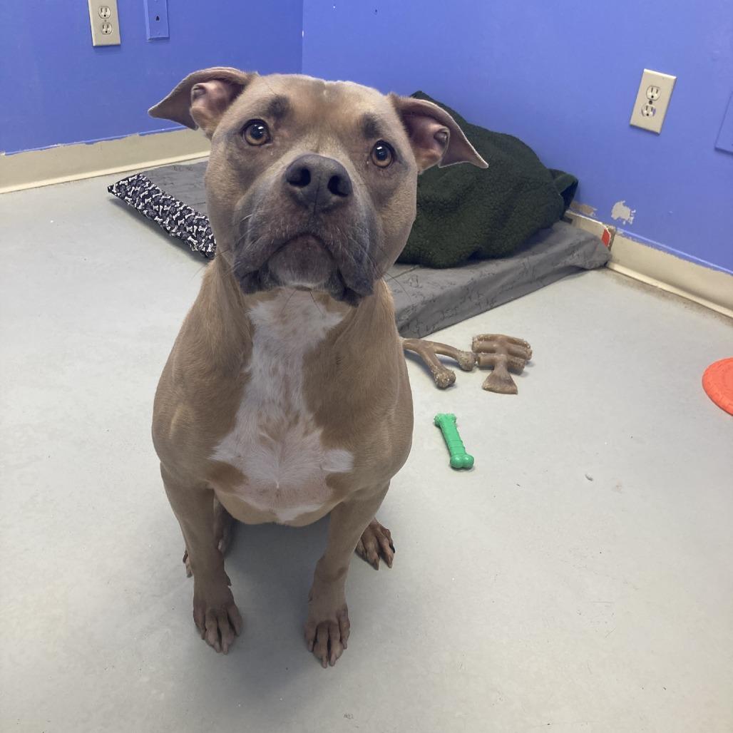 Kali, Adoptable, Senior Female Pit Bull Terrier.