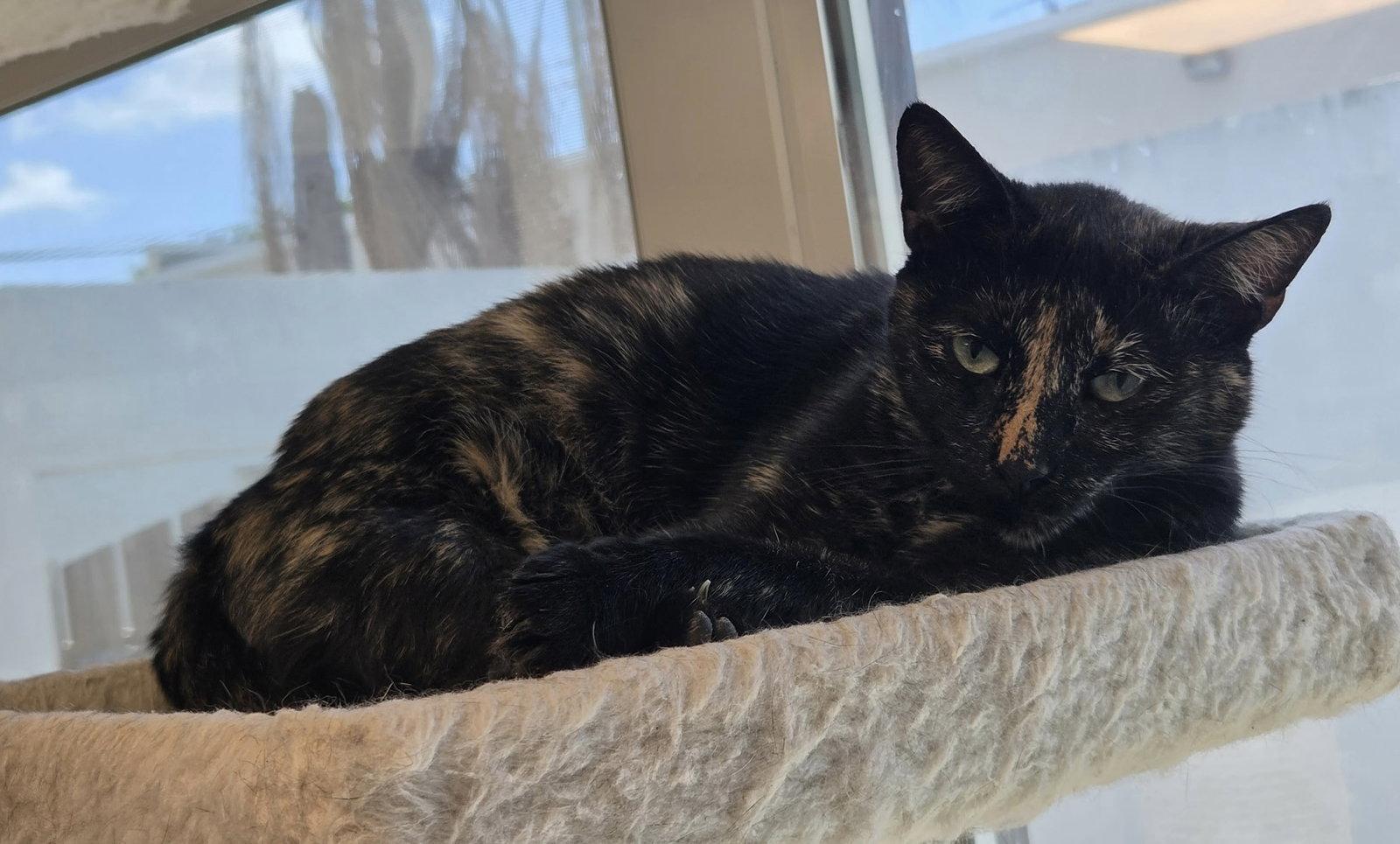 Torbatty, Adoptable, Young Female Domestic Short Hair.