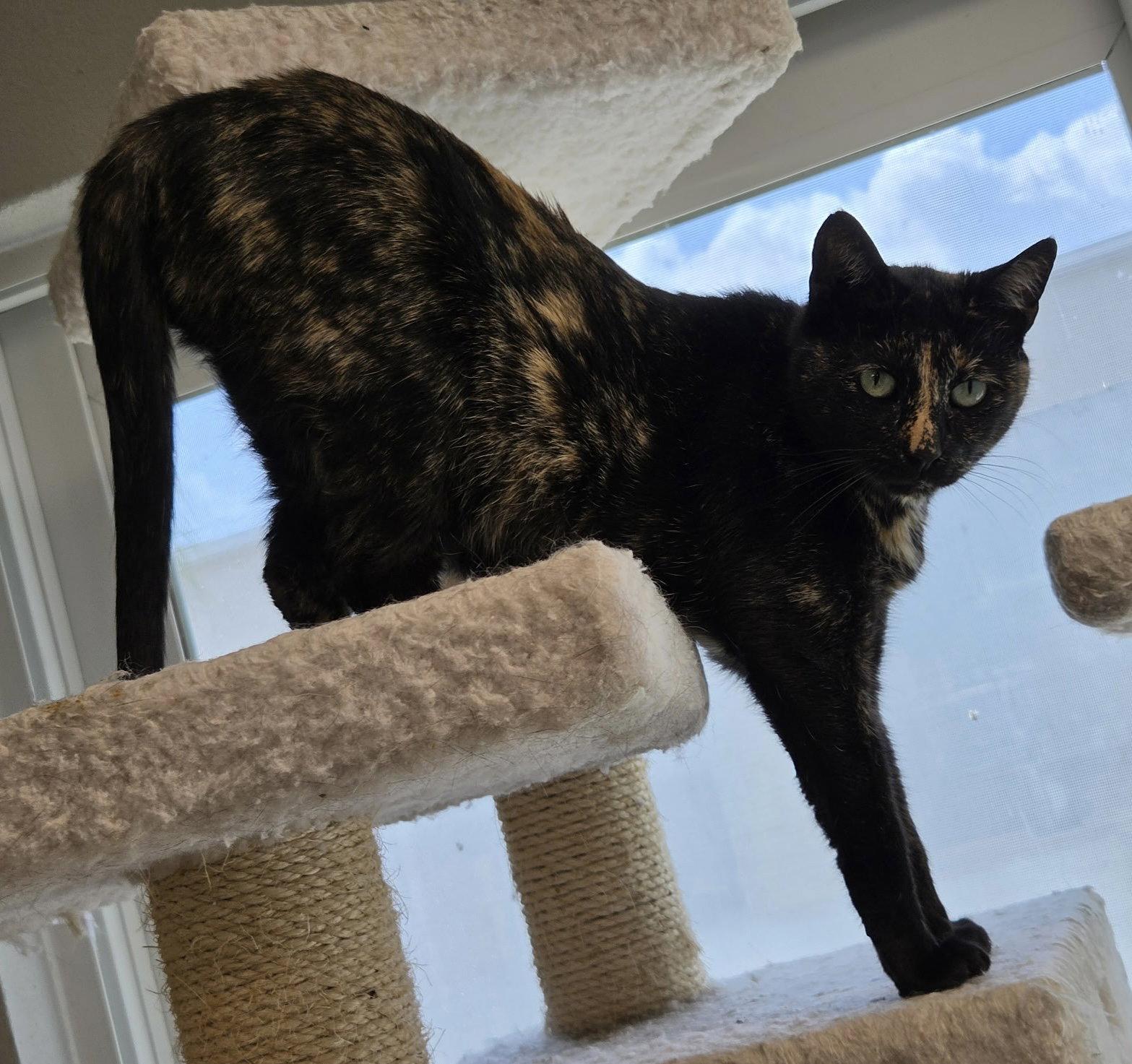 Torbatty, a Adoptable Domestic Short Hair in Satellite Beach, FL image 1/3