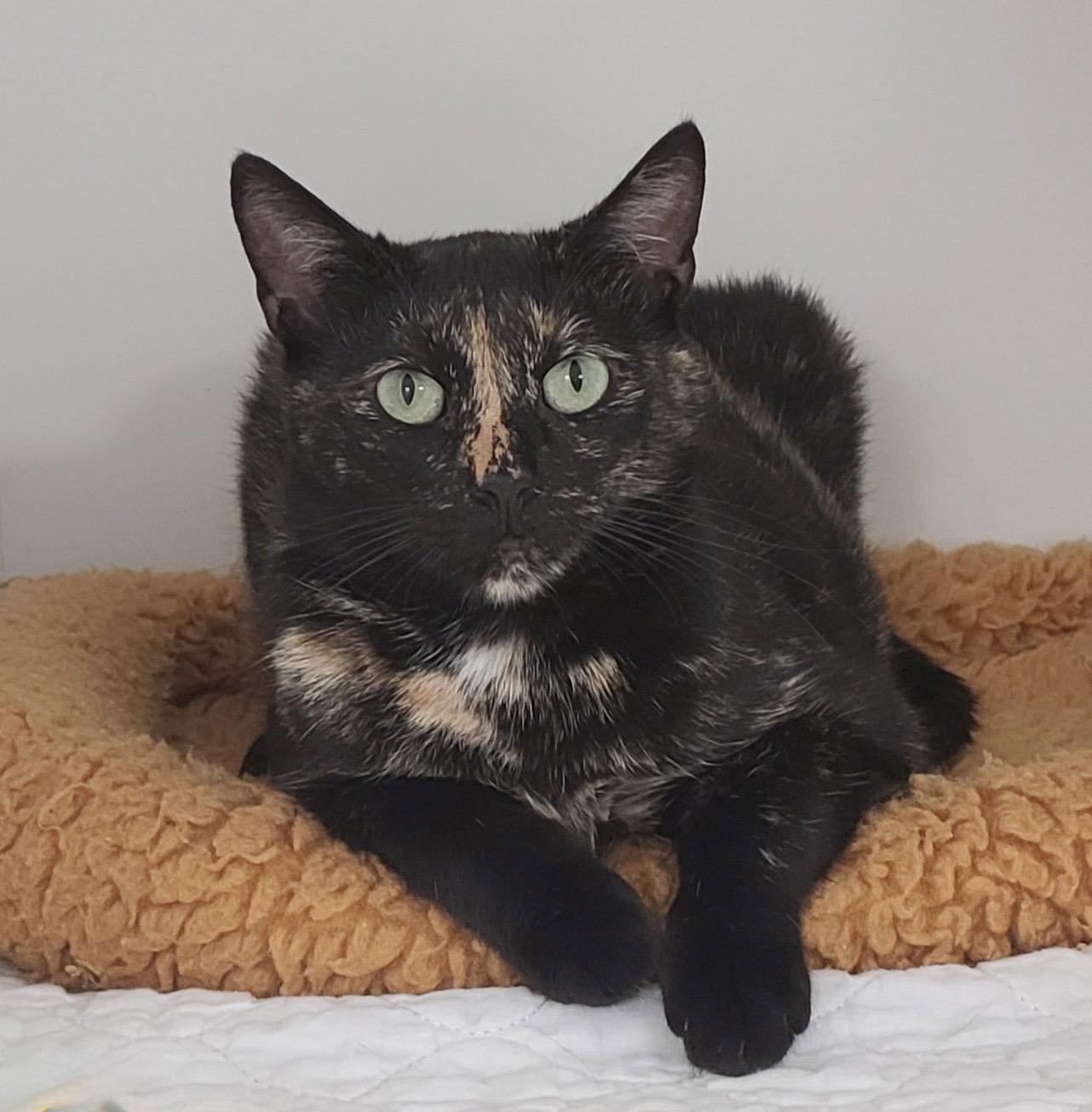Torbatty, Adoptable, Young Female Domestic Short Hair.