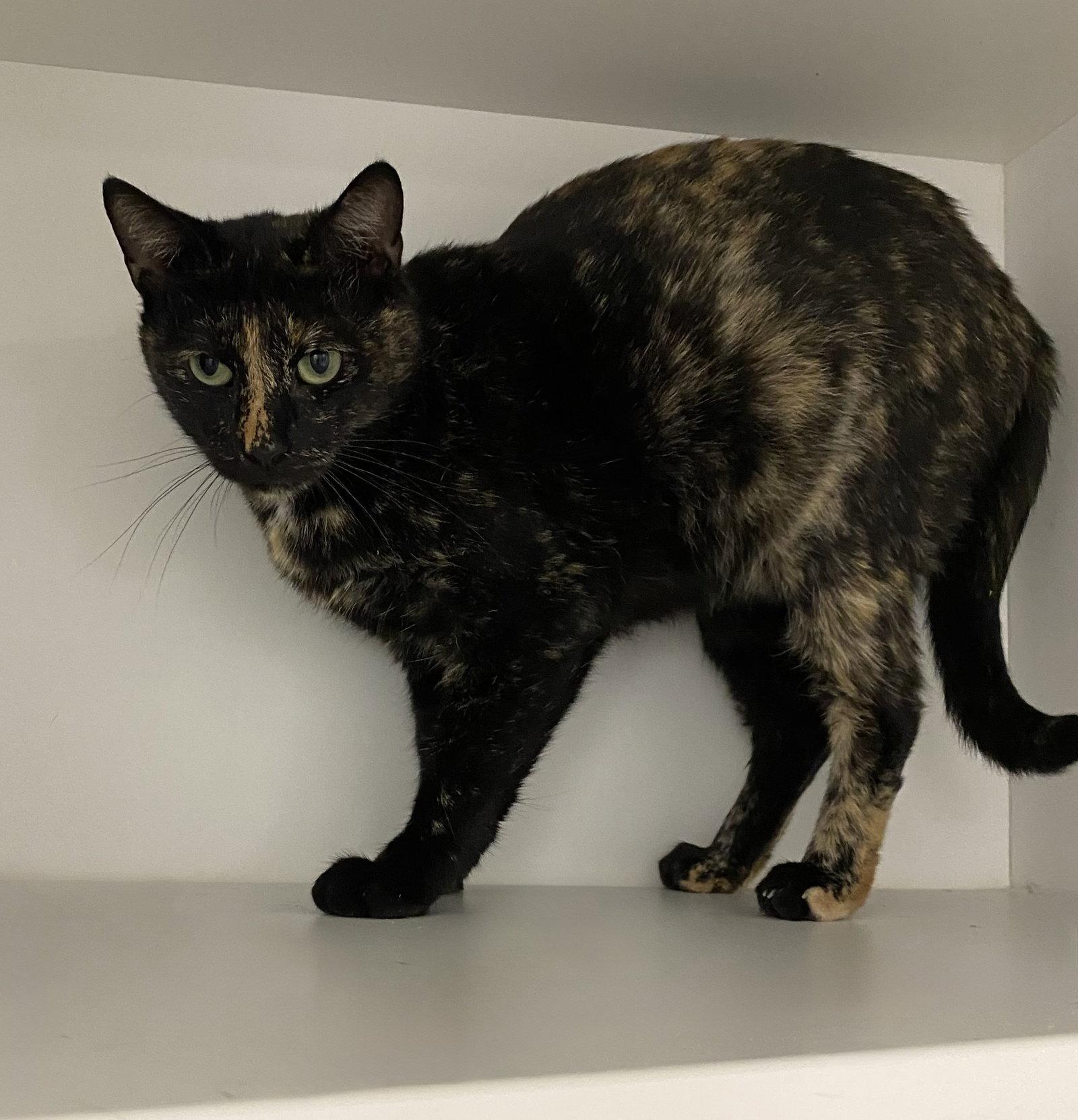 Torbatty, a Adoptable Domestic Short Hair in Satellite Beach, FL image 2/2