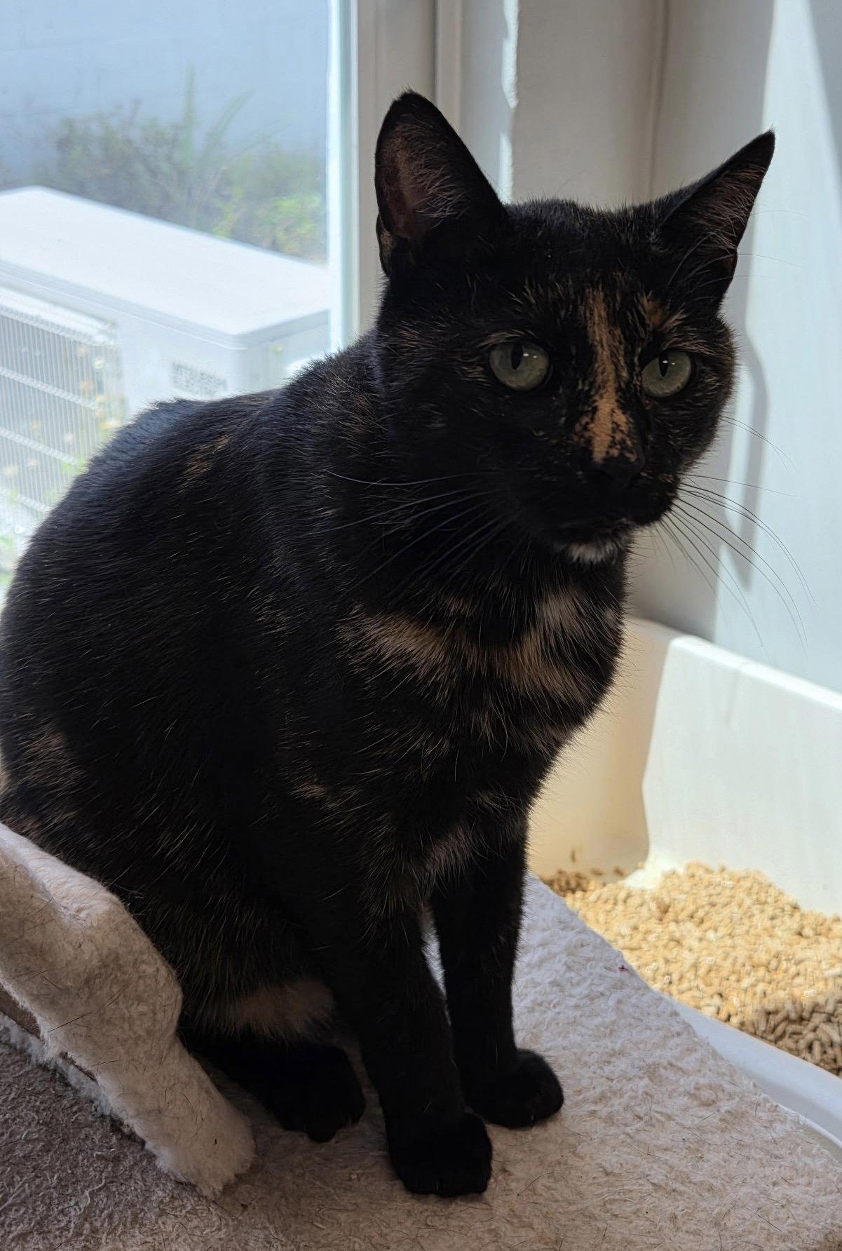 Torbatty, a Adoptable Domestic Short Hair in Satellite Beach, FL image 3/3