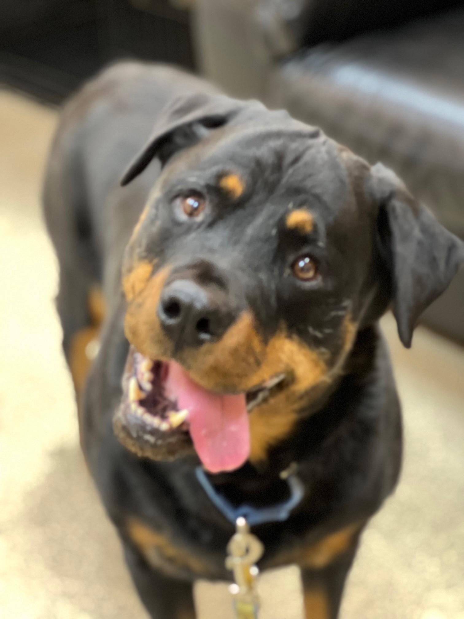 Enlarge Carl, a Adopted Rottweiler in Lincoln, NE image 1/4