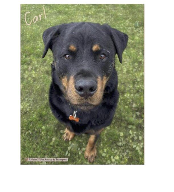 Enlarge Carl, a Adopted Rottweiler in Lincoln, NE image 2/4