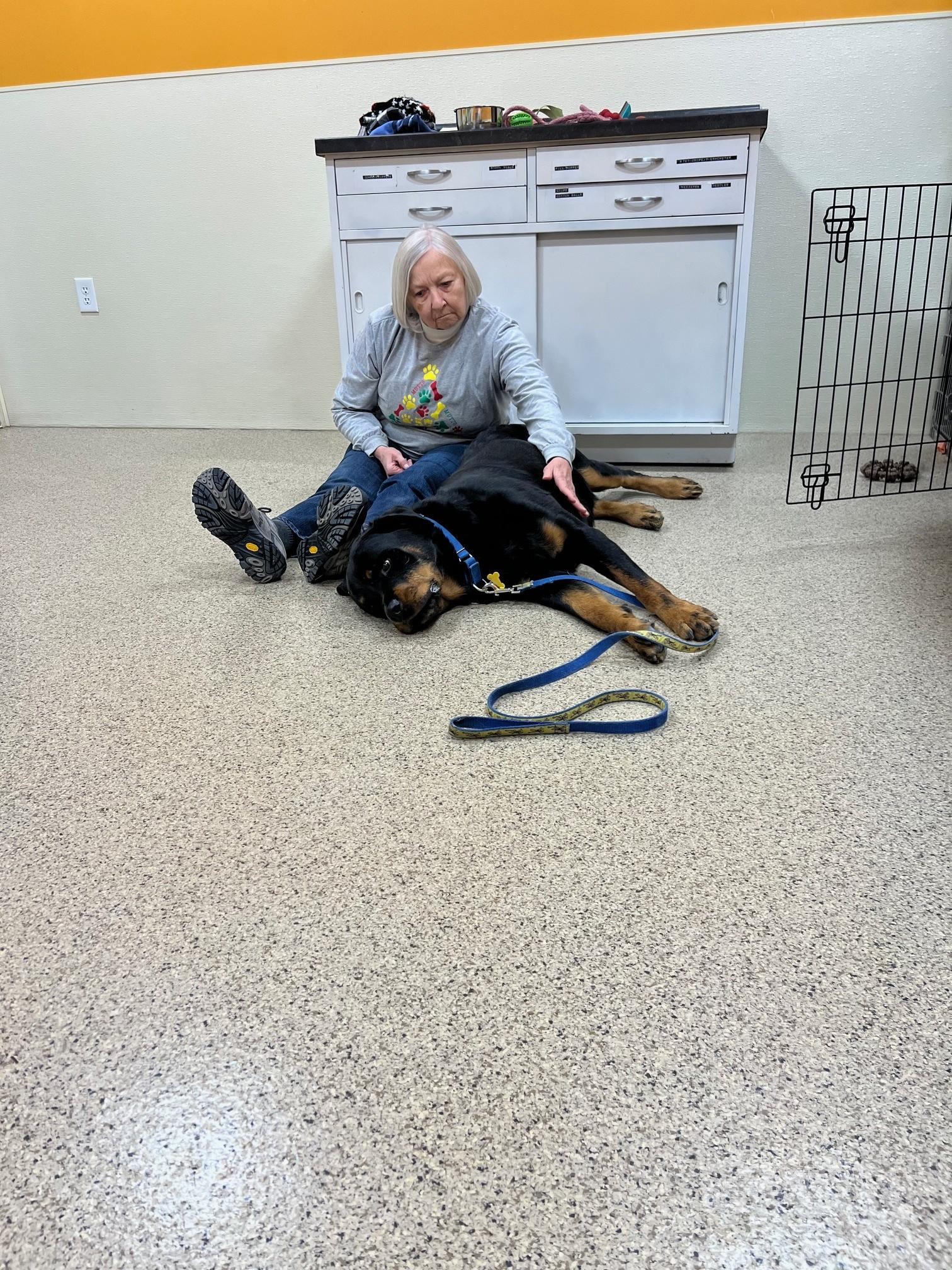 Enlarge Carl, a Adopted Rottweiler in Lincoln, NE image 3/4